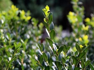 Het perfecte alternatief voor de buxus