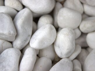 Thuja en Castle Grind