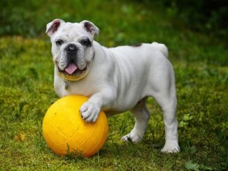 hond