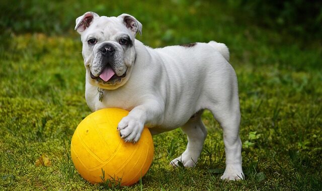 hond