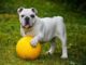 hond
