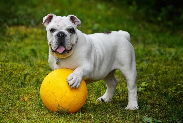 hond